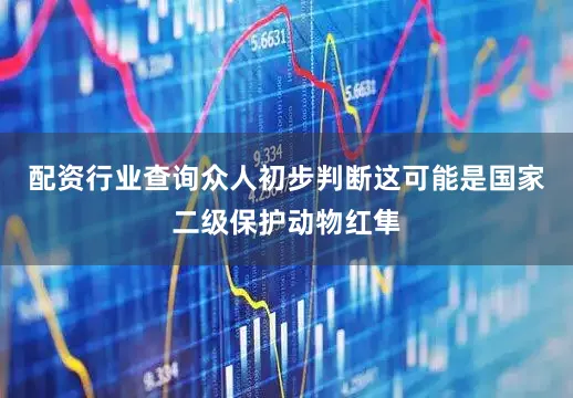 配资行业查询众人初步判断这可能是国家二级保护动物红隼